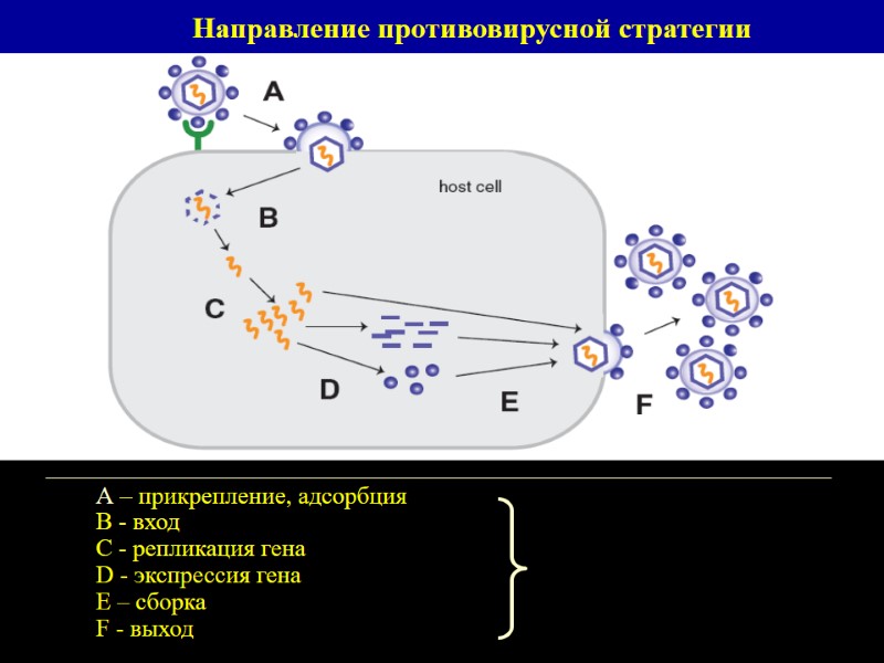 А – прикрепление, адсорбция В - вход  С - репликация гена D -